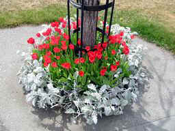 Tulips and Dusty Miller