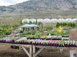 Plants & Shrubs