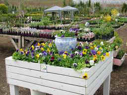 Display of Pansies