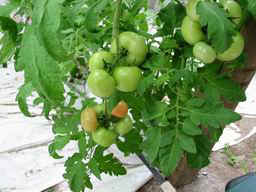Not quite ripe!