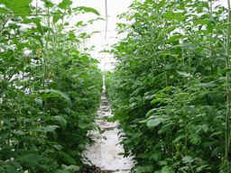 Tomato Plants