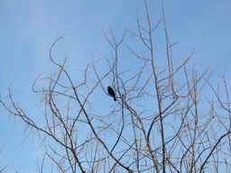 Red Winged Black Bird