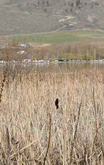 Red Winged Black Bird