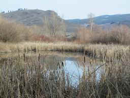One of the smaller ponds...2 weeks ago there was no water in it