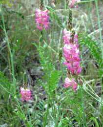 Some of the many wildflowers along the trail of the Haynes Point Wetlands Project