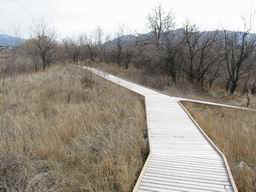 A wooden path protects the areas ecosystem