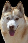 Husky Male!
