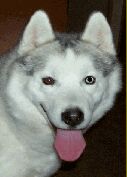 Husky Male!