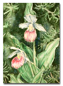 Ladyslipper