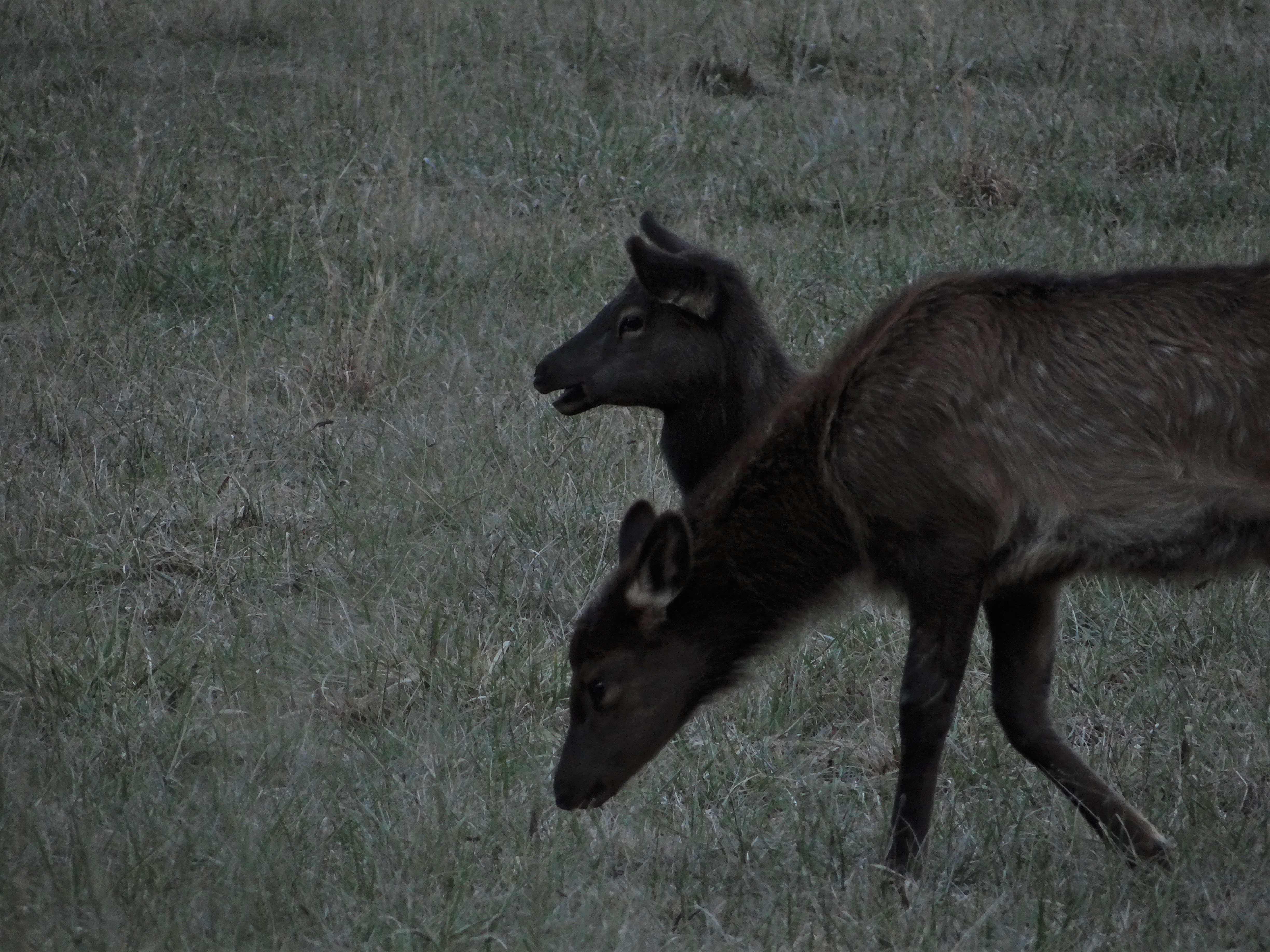 Pair of Caribous