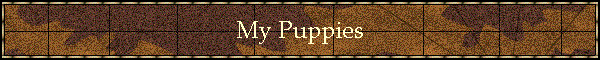 My Puppies