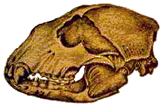Arctotherium bonaeriense, Tomado de Kraglevich, 1952.