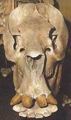 Toxodon: Museo de La Plata, Argentina