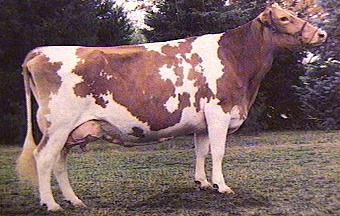 /user/cow1.jpg