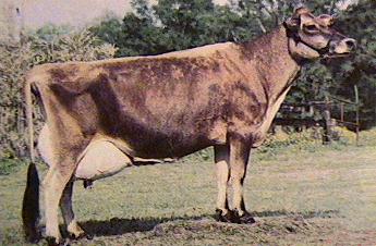 /user/cow3.jpg