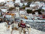 donkeys on Hydra
