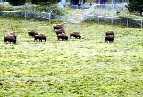 buffaloes in the park