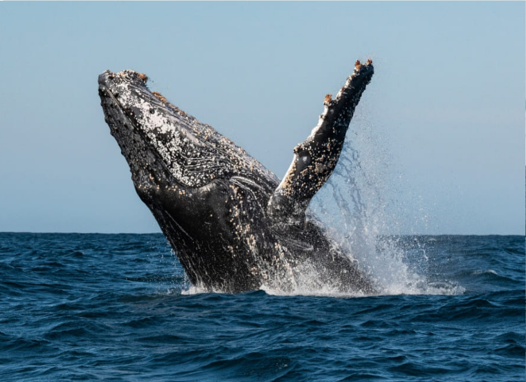 Ballenas