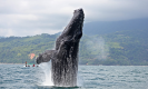 Ballenas