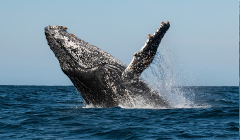 Ballenas