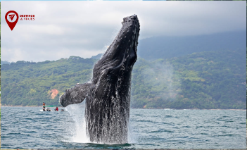ballena