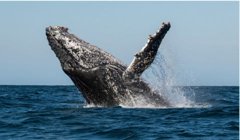 Ballenas