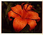 Picture of
another flower taken in my back yard