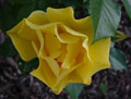 Sometimes they're yellow,