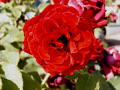Roses are red,
