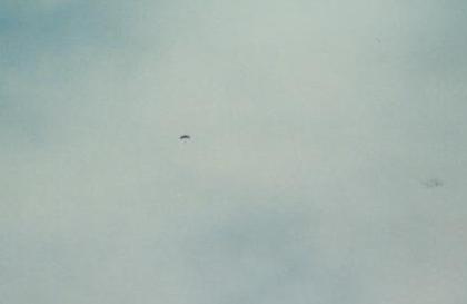 It's a bird