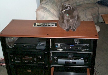 small-rack-cats.jpg (37310 bytes)