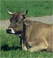 koe G