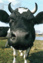 hoorns