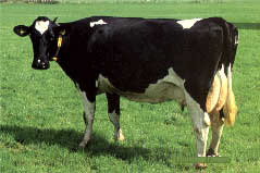 koe B