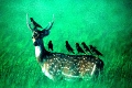 Chital Deer in Kumaon Corbett National Park Dhikala Camp