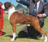 Elvis winning BiS