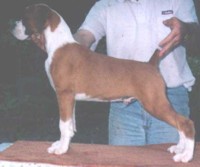 Elvis at 4 months old