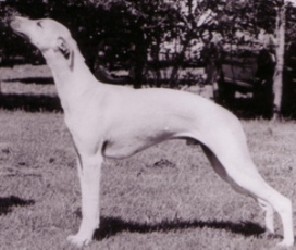 Ch Devine Personality Plus AT AGE 7 MONTHS