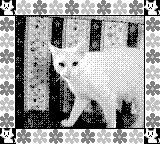 Hollie's cat Huggy, the little rodent