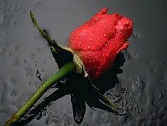 redrose