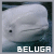 Sea Ghost: Beluga Whale