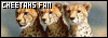 Lightning Speed: Cheetahs