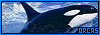Orcas