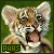 Paws: Tigers