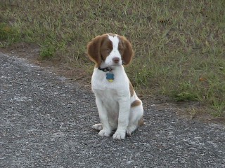Baron