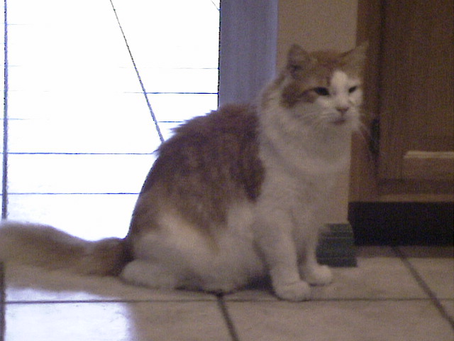 Garfield