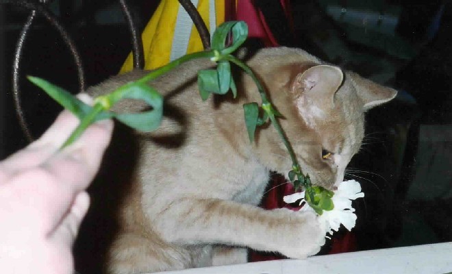 Cinnamon eating