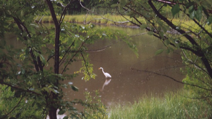 Bird
