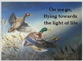 Mallard banner