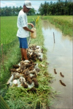 Tay Pedro also uses ducks on his rice farm to control pests